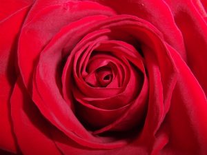 Love Rose
