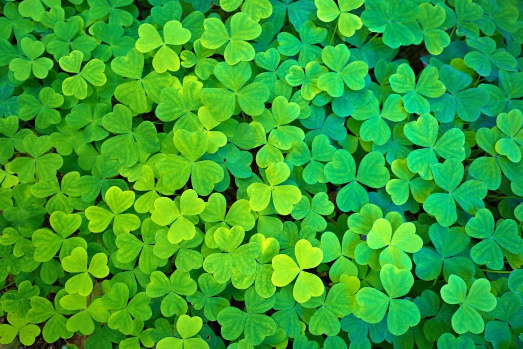 A texture of the clover plant leaves, a symbol for St. Patrick's Day.
